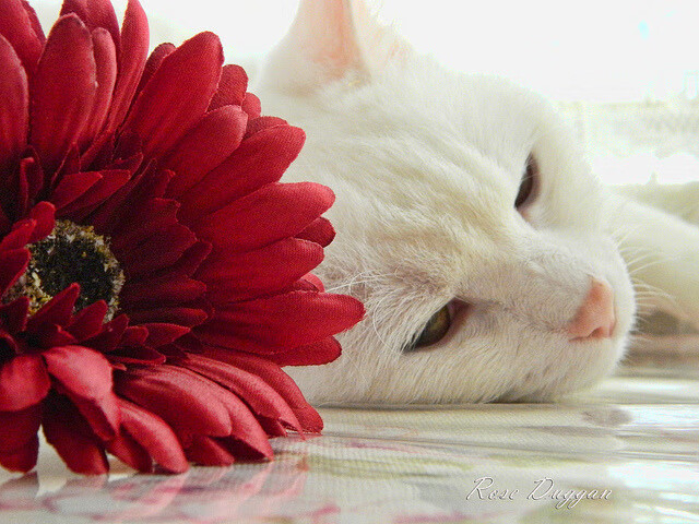 kaiyun登录入口-“德甲大战在即，冠军悬念逐渐明朗化”，德甲的比赛