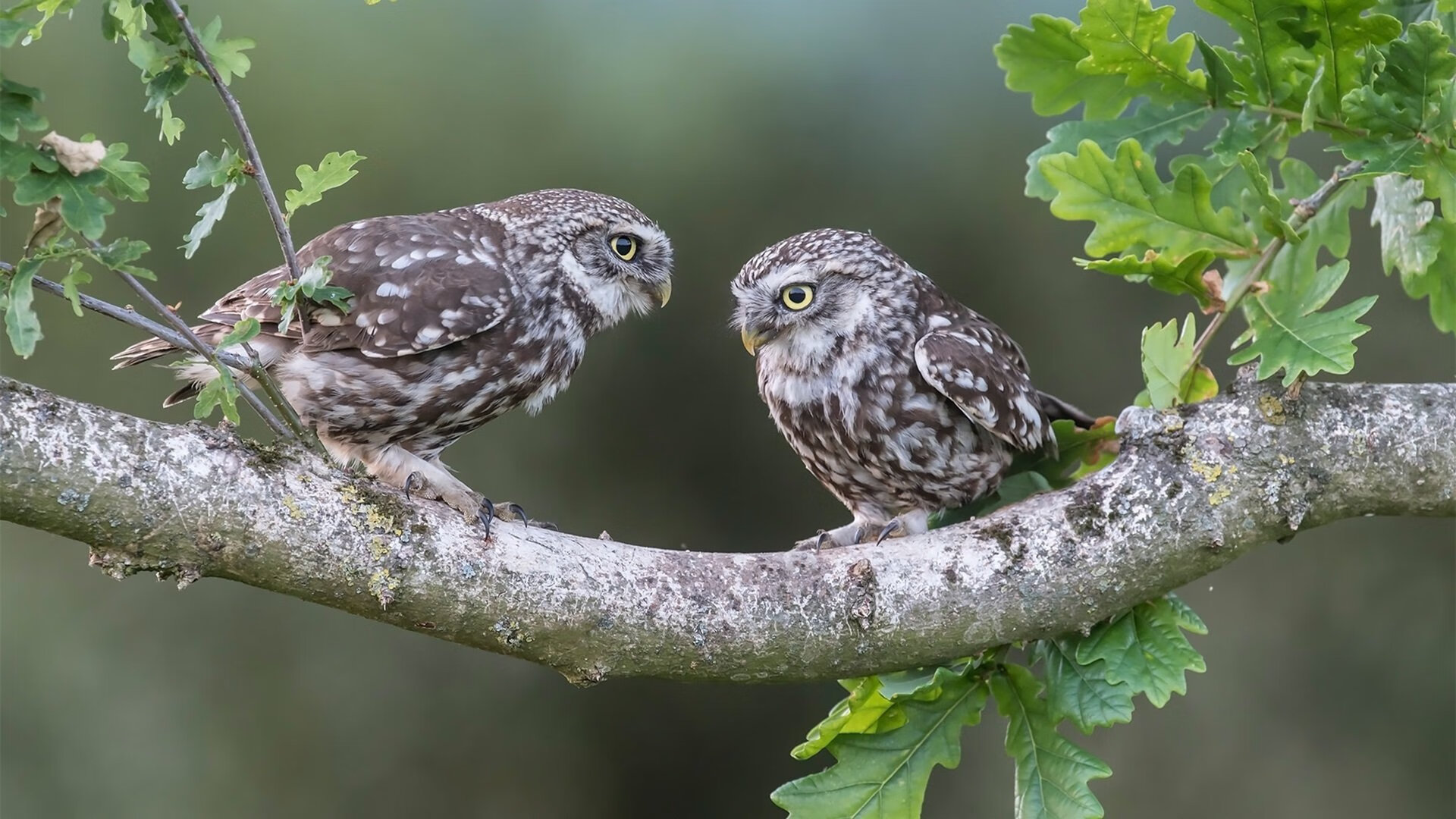 开云体育APP下载-《高校电竞专业快速普及，助力行业人才供给》，中国高校电竞相关专业开设情况