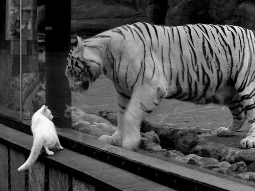 篮球运动员专项技能测试标准完善,篮球运动员专项体能训练