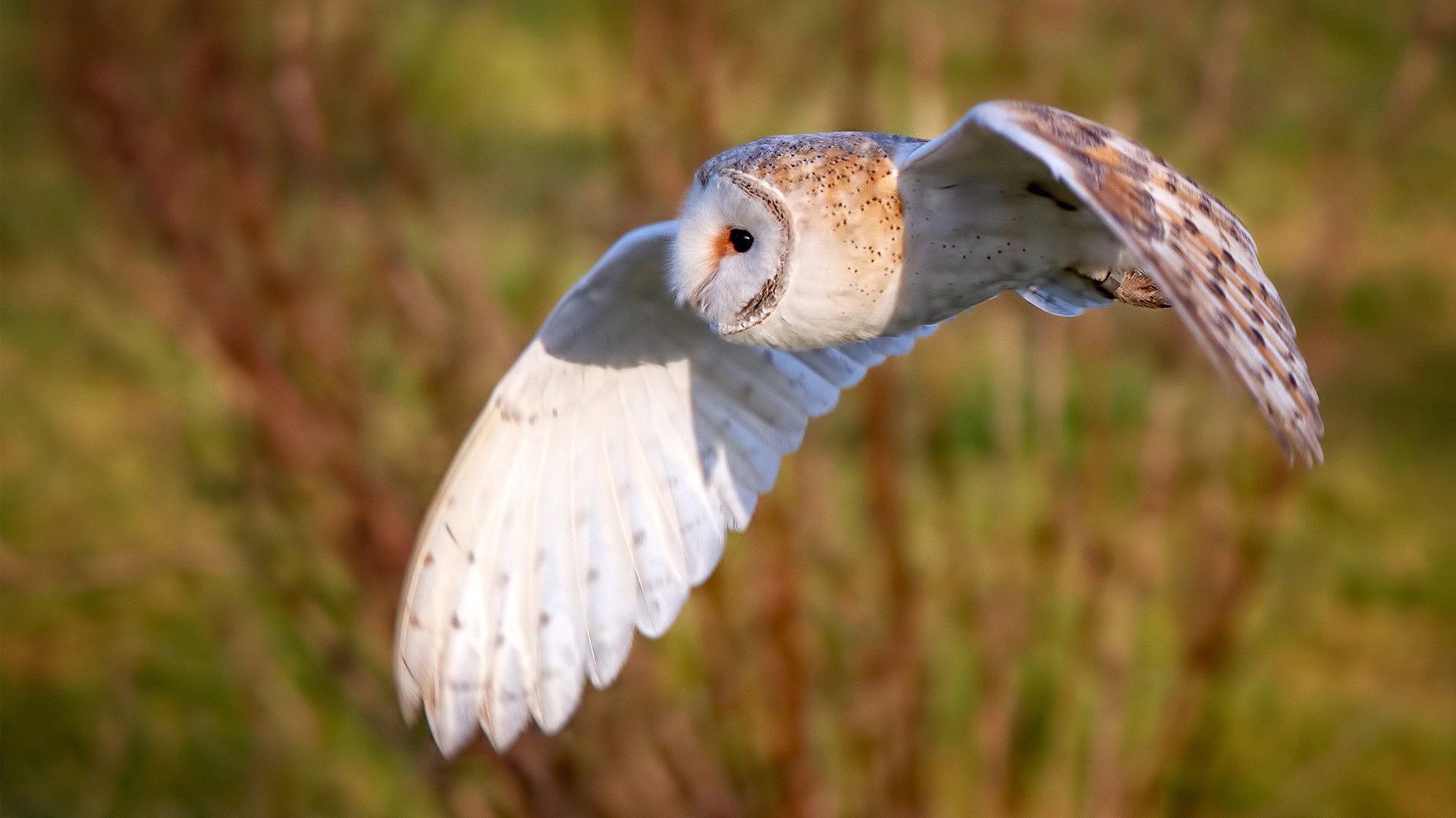 kaiyun官方入口登录-美国反曲弓女队在世界青年射箭锦标赛中获得银牌，国际反曲弓比赛规则