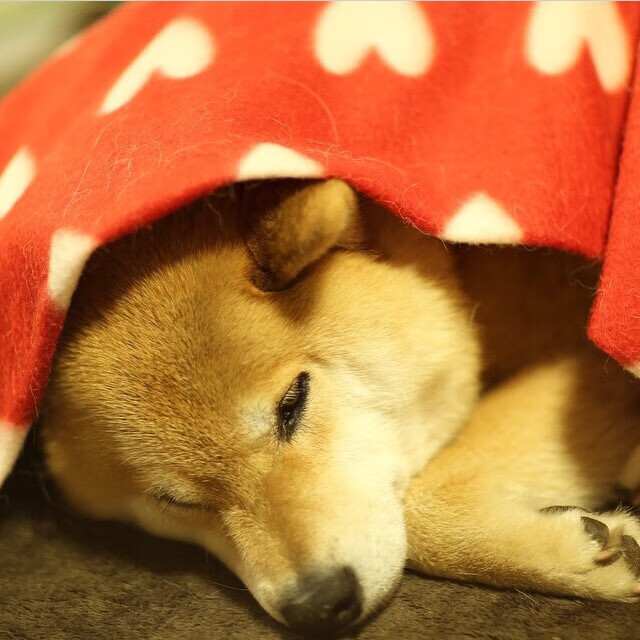 高水平足球比赛直播技术再升级,带来沉浸式观赛体验,业余足球比赛直播器材